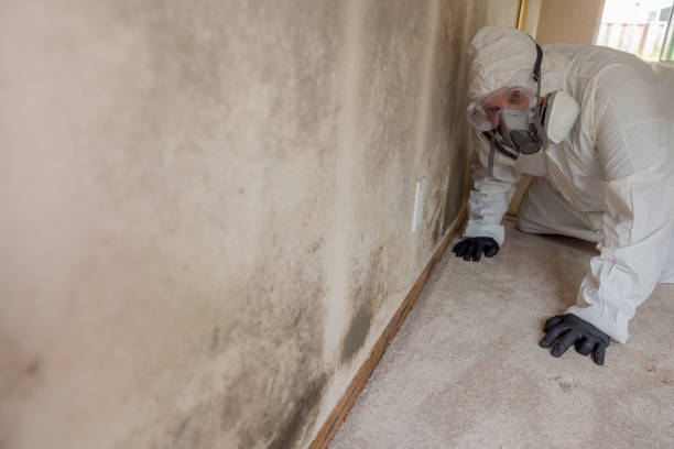 Best Residential Mold Inspection & Testing  in Cheval, FL